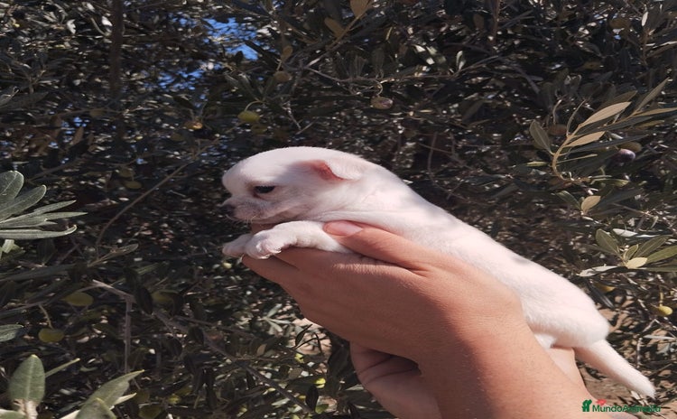 Chihuahua perros - Anuncio 3