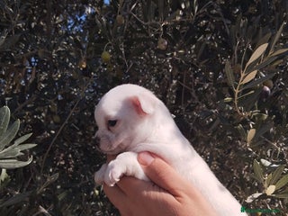 Chihuahua perros - Anuncio 5