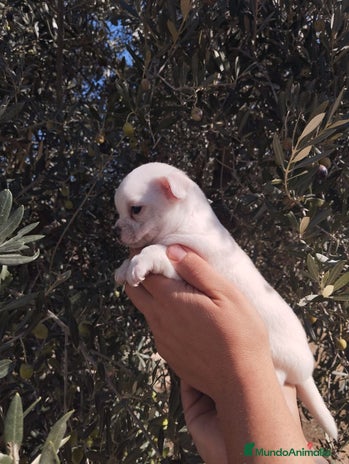 Chihuahua perros - Anuncio 3