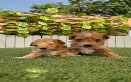Caniche Toy perros en venta: CANICHE TOY MACHO - Imagen 14