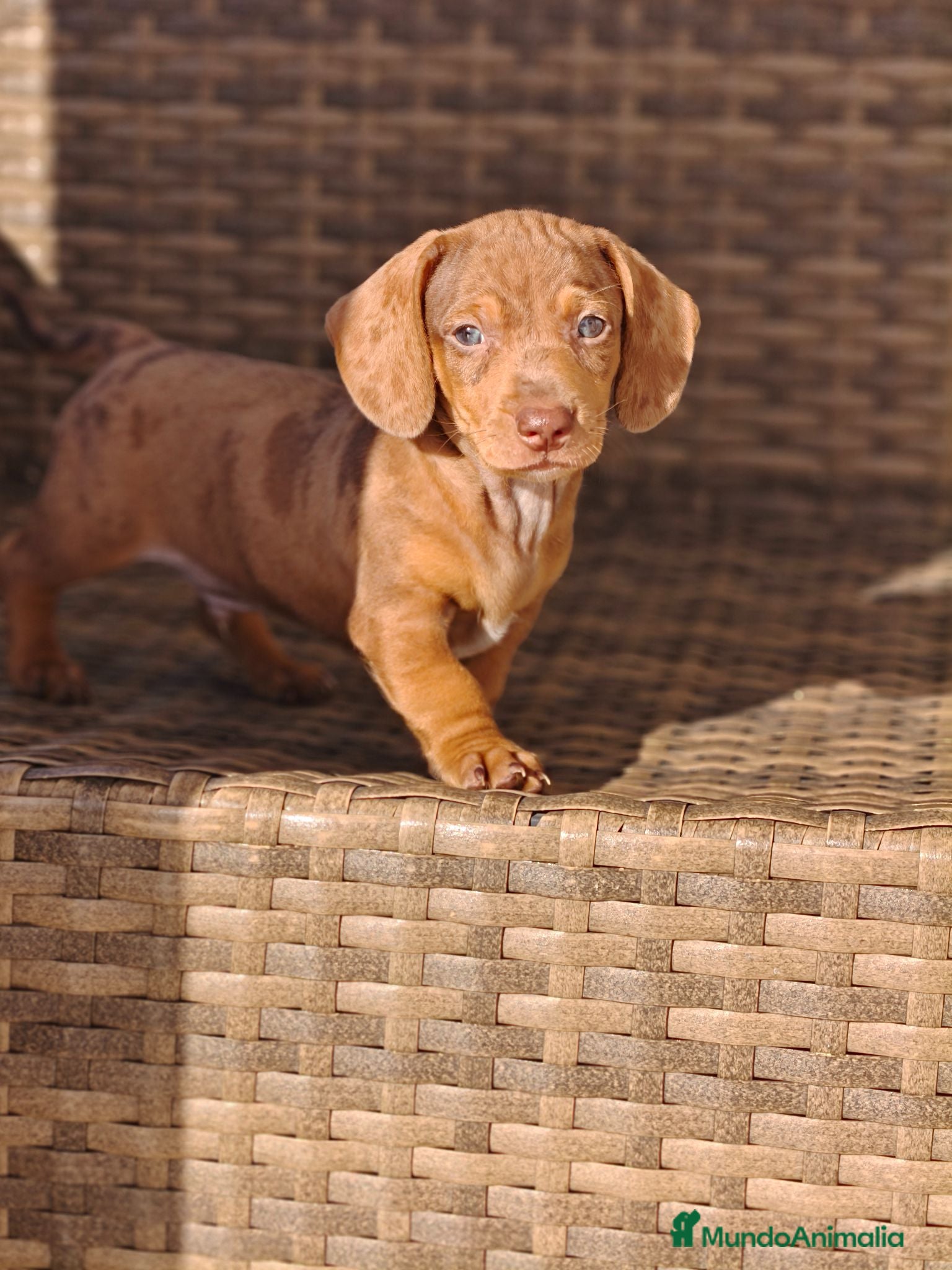 Teckel Miniatura perros Teckel Mini Arlequín macho ojos claros - Anuncio 1