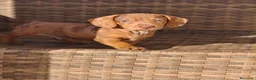Teckel Miniatura perros en venta: Teckel Mini Arlequín macho ojos claros - Anuncio 1