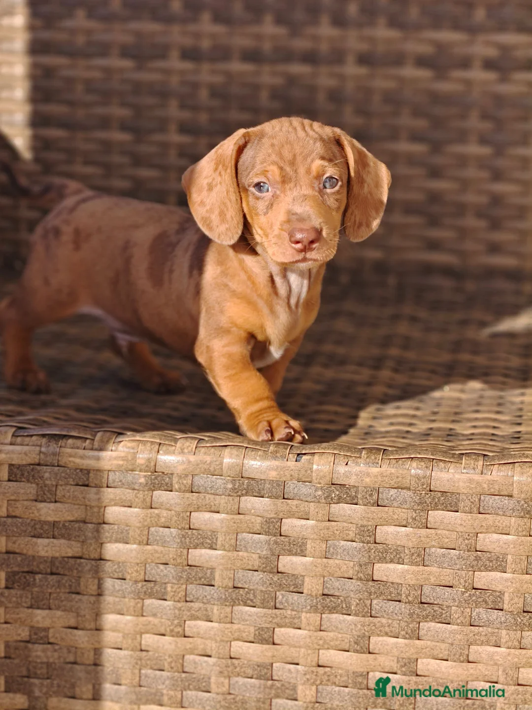 Teckel Miniatura perros en venta: Teckel Mini Arlequín macho ojos claros - Anuncio 1