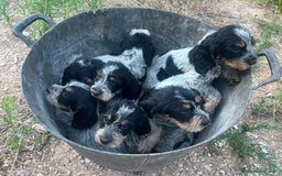 Grifón Azul de Gascuña perros en venta: Grifón azul de Gascuña espectaculares  - Imagen 2