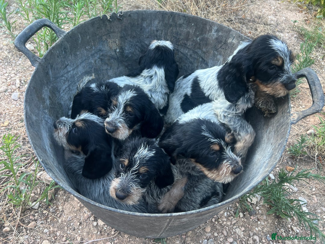 Grifón Azul de Gascuña perros en venta: Grifón azul de Gascuña espectaculares  - Imagen 2