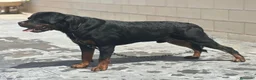 Rottweiler perros en venta: Disponible rottweiler adulto con pedigree - Anuncio 2
