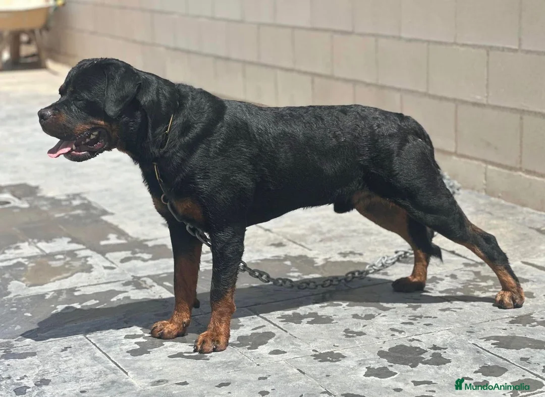 Rottweiler perros en venta: Disponible rottweiler adulto con pedigree - Anuncio 2