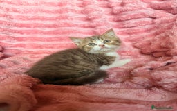 Británico de Pelo Corto gatos en venta: Precioso machito bicolor chocolate  - Imagen 8