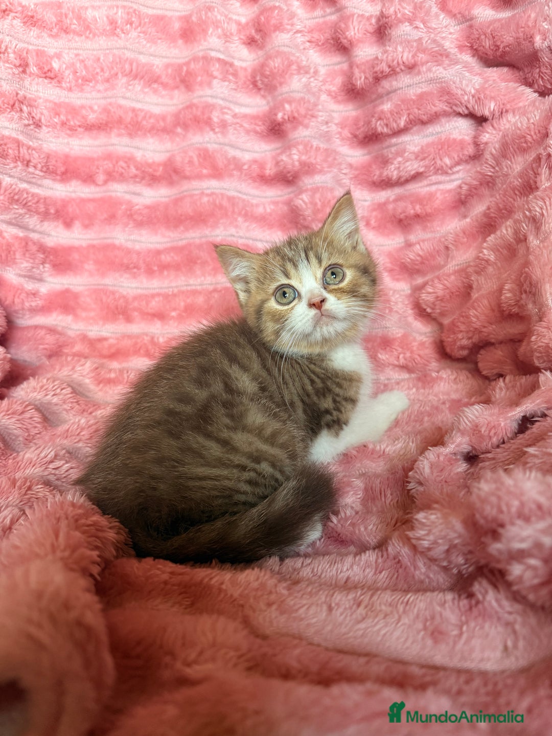 Británico de Pelo Corto gatos en venta: Precioso machito bicolor chocolate  - Imagen 8