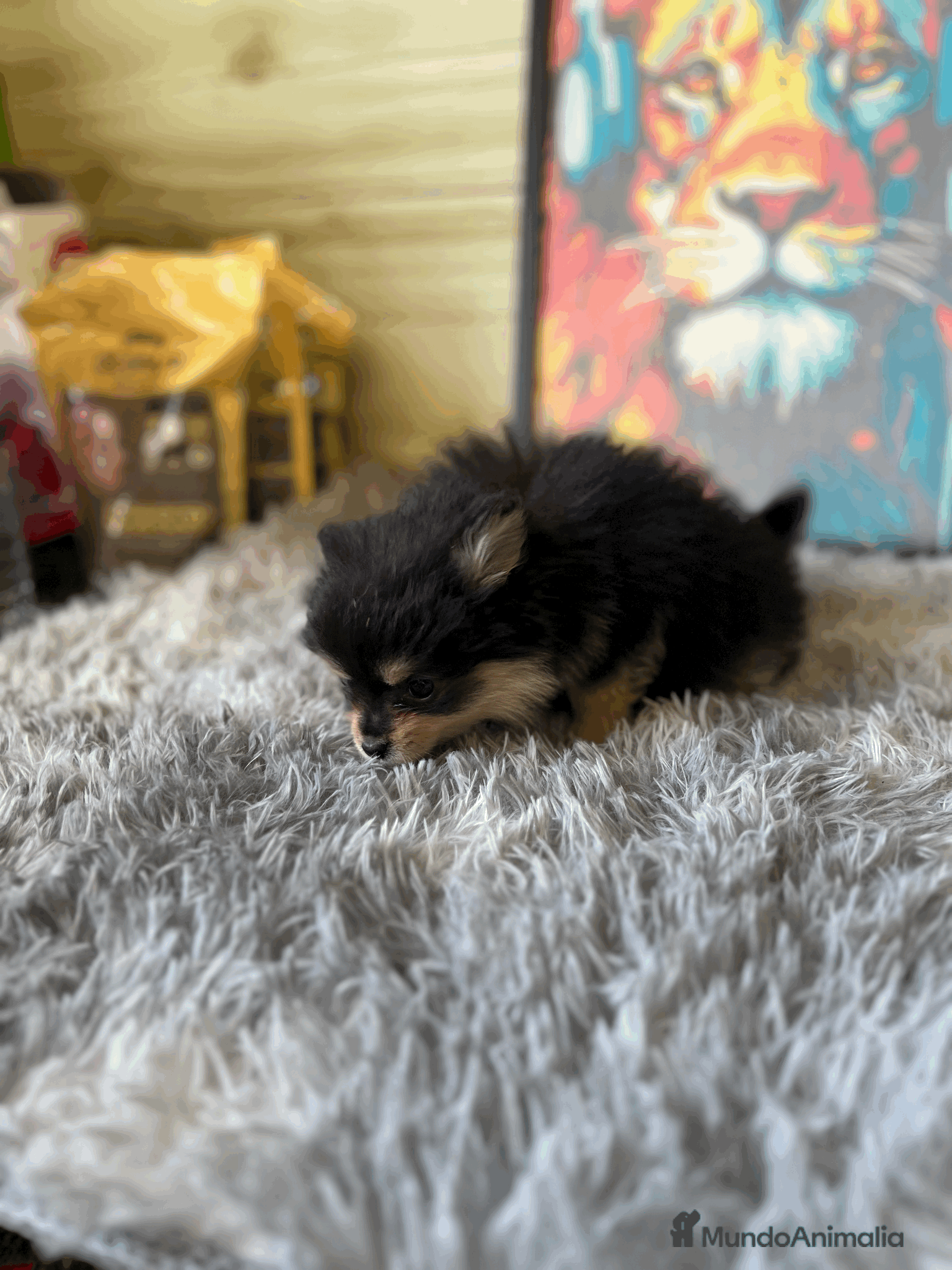 Pomerania perros Pomerania mini  - Anuncio 2