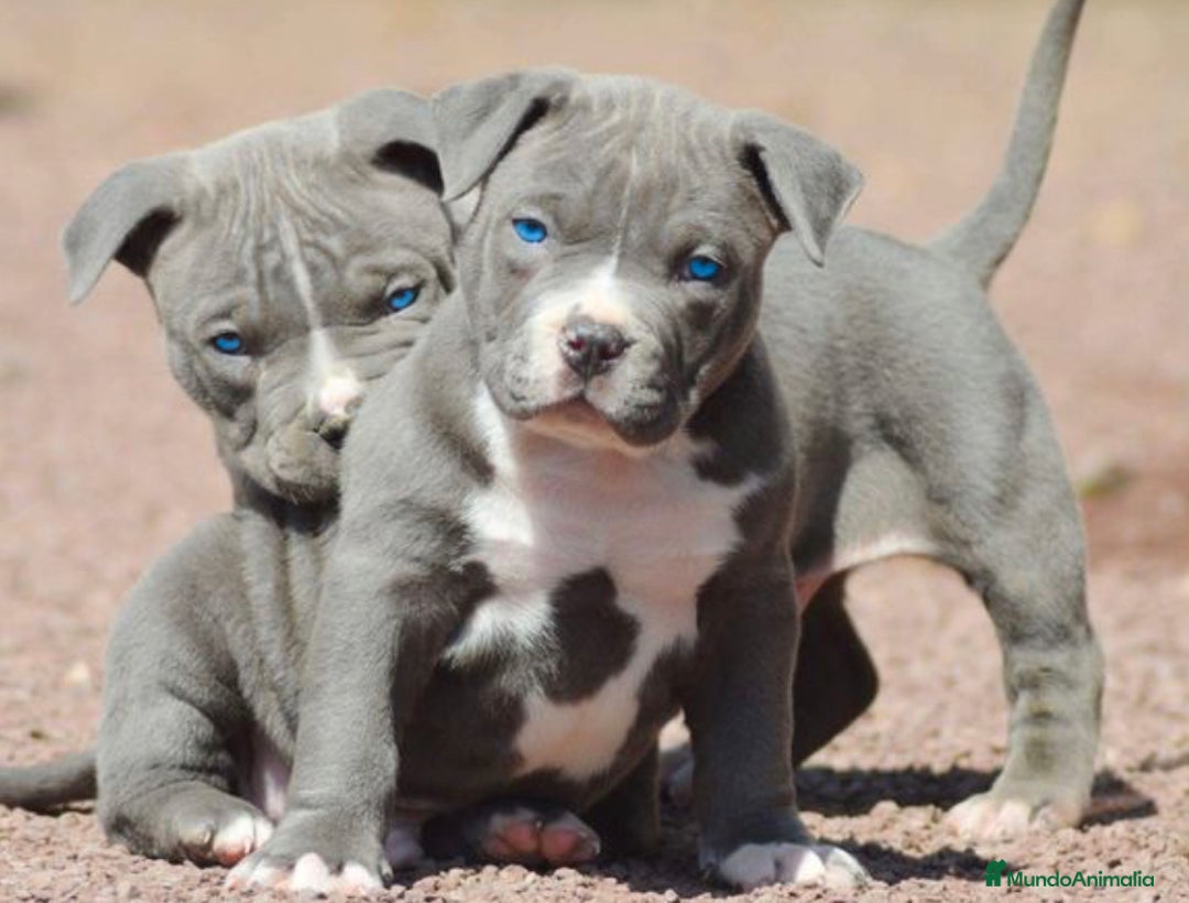 American Pit Bull Terrier perros en venta: AMERICAN PITBULL CRIA PROFESIONAL - Imagen 1