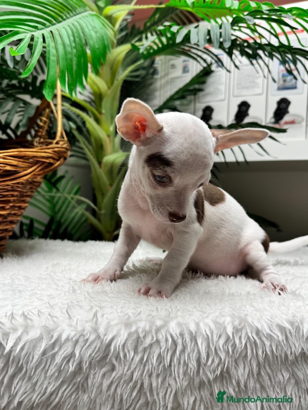 Chihuahua perros CHIHUAHUA MACHO - Anuncio 15