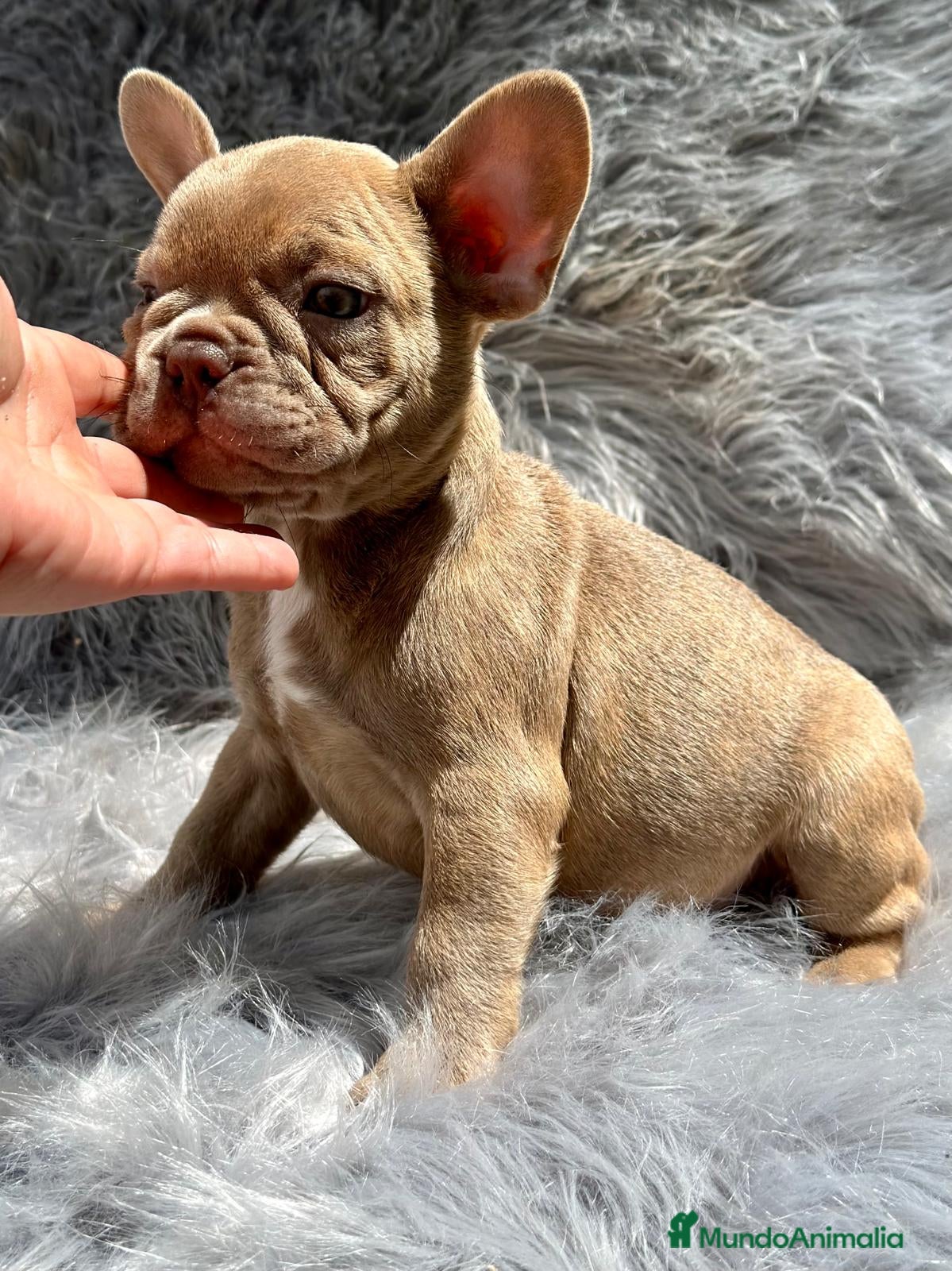 Bulldog Francés perros Bulldog francés  en Barcelona - Anuncio 2