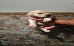 Labrador Retriever perros en venta: Labrador retriever  - Imagen 5