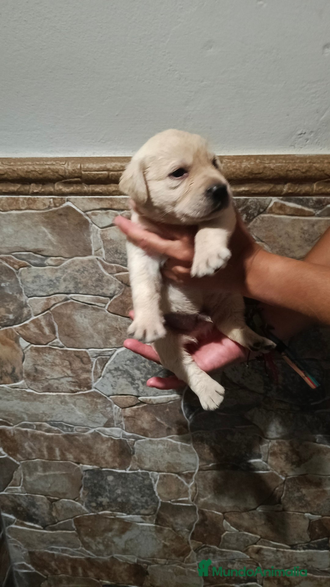 Labrador Retriever perros en venta: Labrador retriever  - Imagen 5