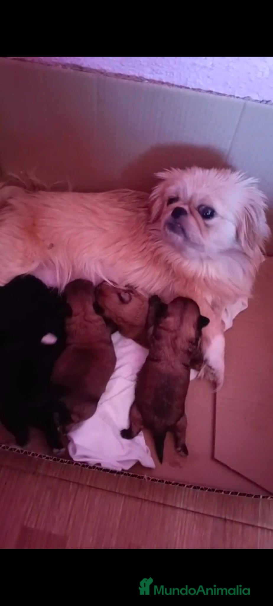 Pekinés perros en venta: Hembra de pekine  en Sevilla - Anuncio 2