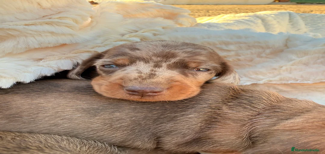 Imagen de galería {{count}}