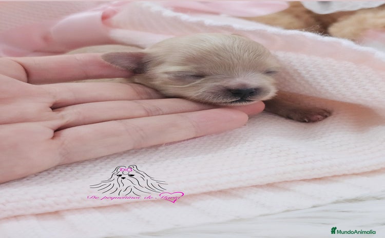 Maltipoo perros - Anuncio 2