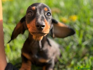 Teckel perros MACHO TECKEL KANINCHEN - Anuncio 2