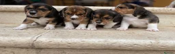 Beagle perros en venta: Beagle - Anuncio 6