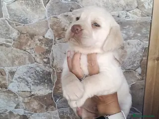 Labrador Retriever perros Espectacular labradores dorados🐶🐾 - Anuncio 1
