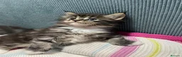 Maine Coon gatos en venta: Rey- Diez cattery  - Anuncio 13