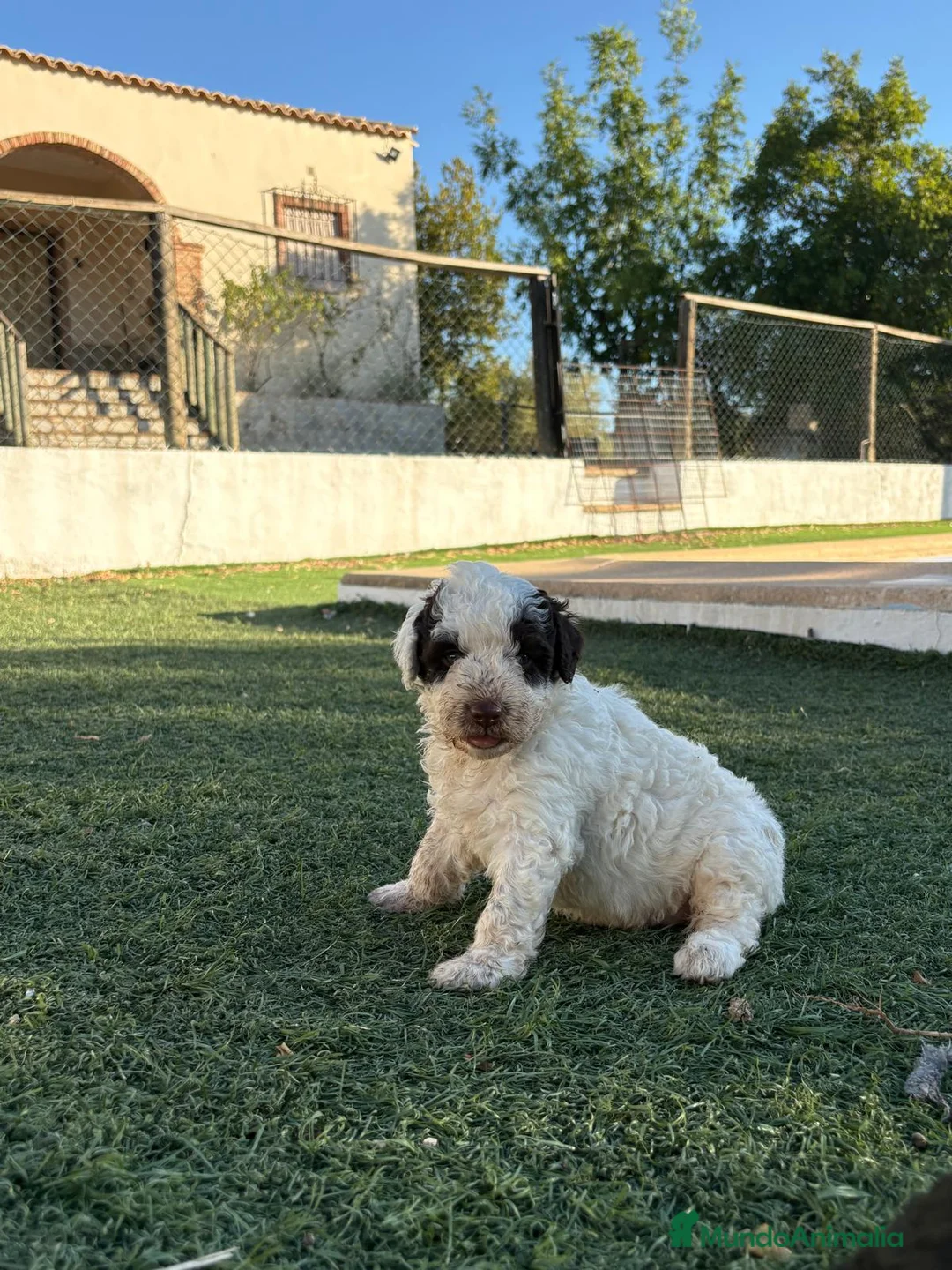 Perro de Agua Español perros en venta: PERRO DE AGUA - Anuncio 1