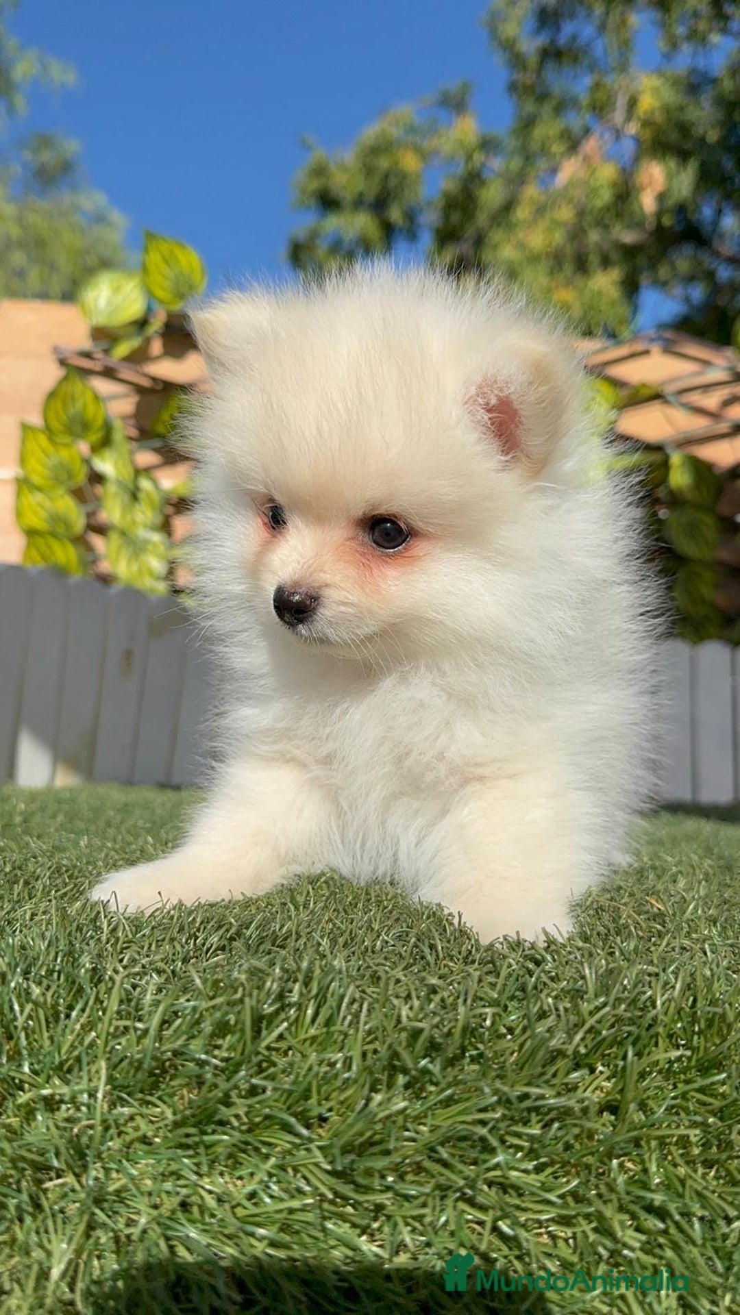 Pomerania perros en venta: POMERANIA - Imagen 19