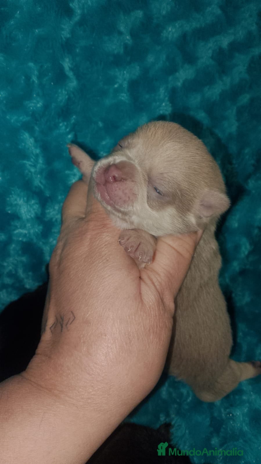 Chihuahua perros Chihuahua machos chocolate,lilac y tricolor negro  - Anuncio 19