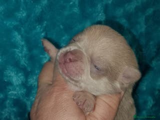 Chihuahua perros Chihuahua machos chocolate,lilac y tricolor negro - Anuncio 18