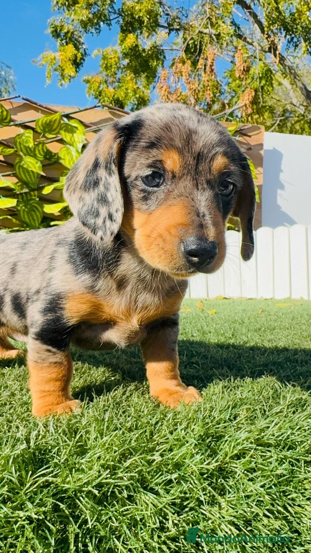 Teckel Miniatura perros en venta: Teckel miniatura hembra - Anuncio 19