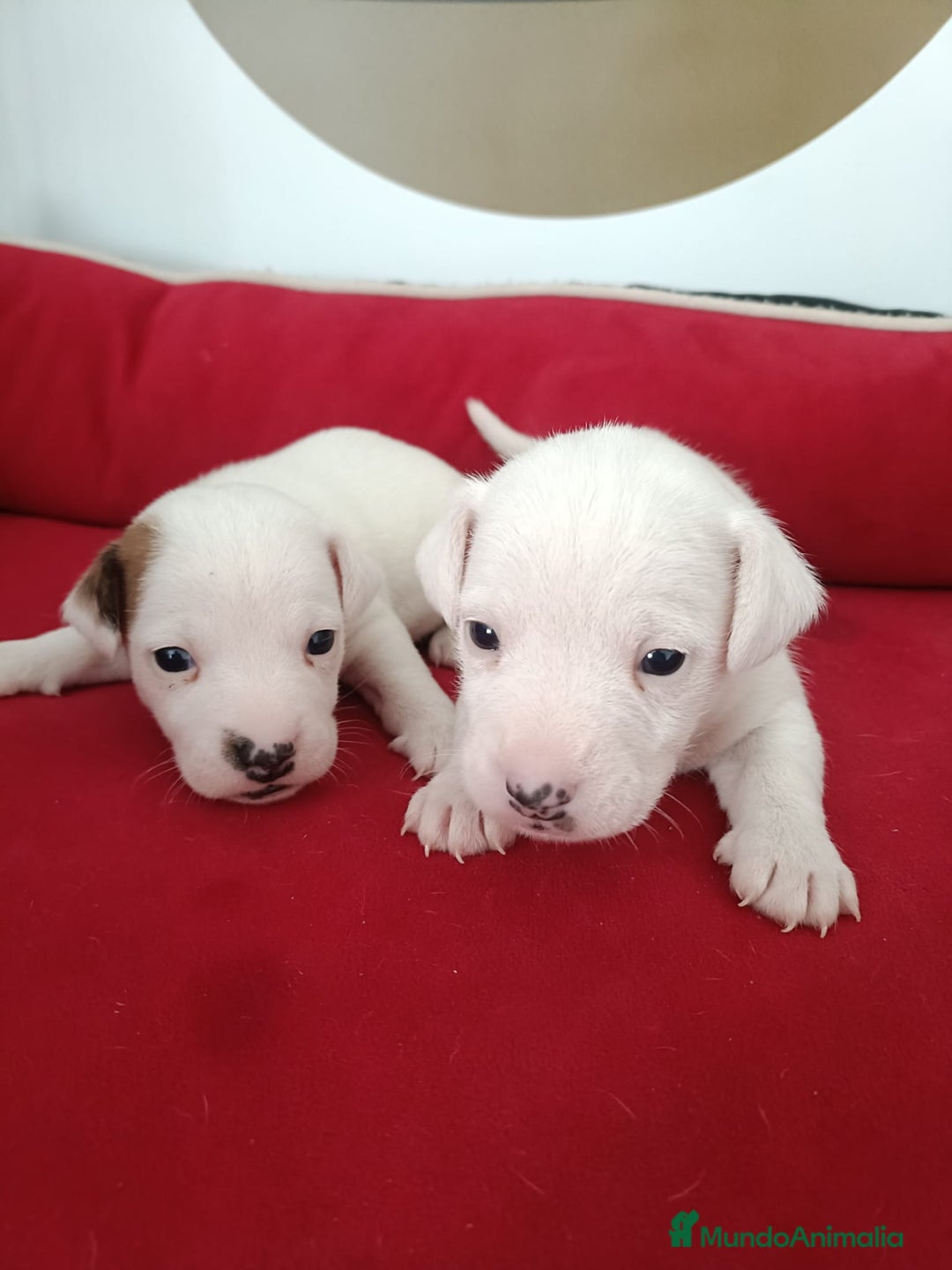 Jack Russell Terrier perros en venta: Jack Russell  - Anuncio 3