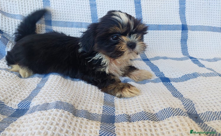 Shih Tzu perros - Anuncio 1