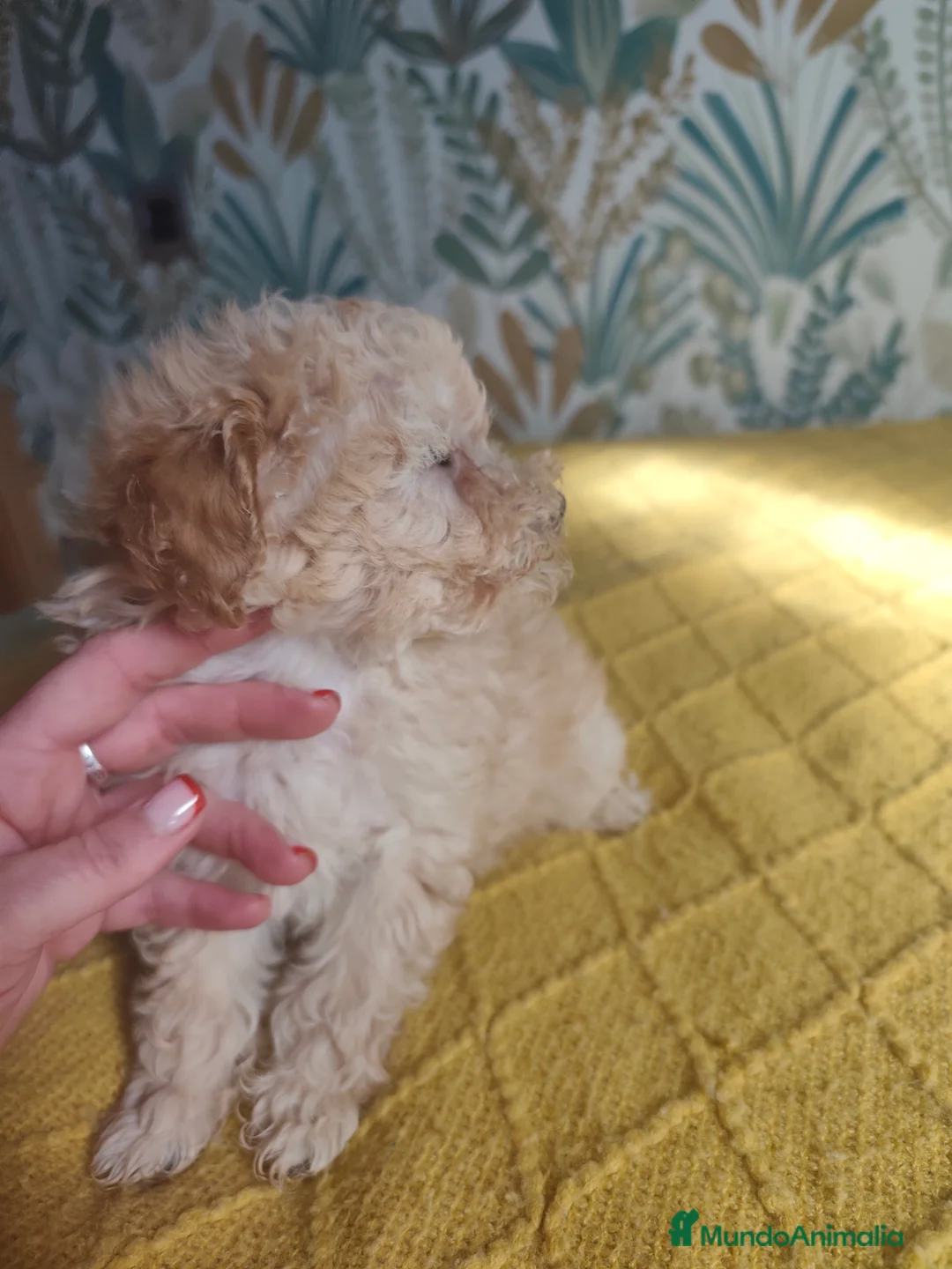 Caniche Toy perros en venta: Cachorros caniche machos 💛💛💛 - Anuncio 4