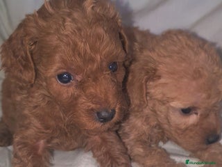 Caniche Toy perros en Murcia - Anuncio 1