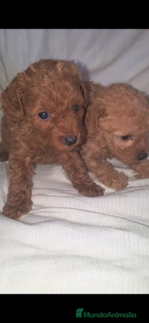 Caniche Toy perros Cachorros caniche toy en Murcia - Anuncio 1