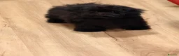 Shihpoo perros en venta: Monísima ShihPoo negra - Anuncio 5
