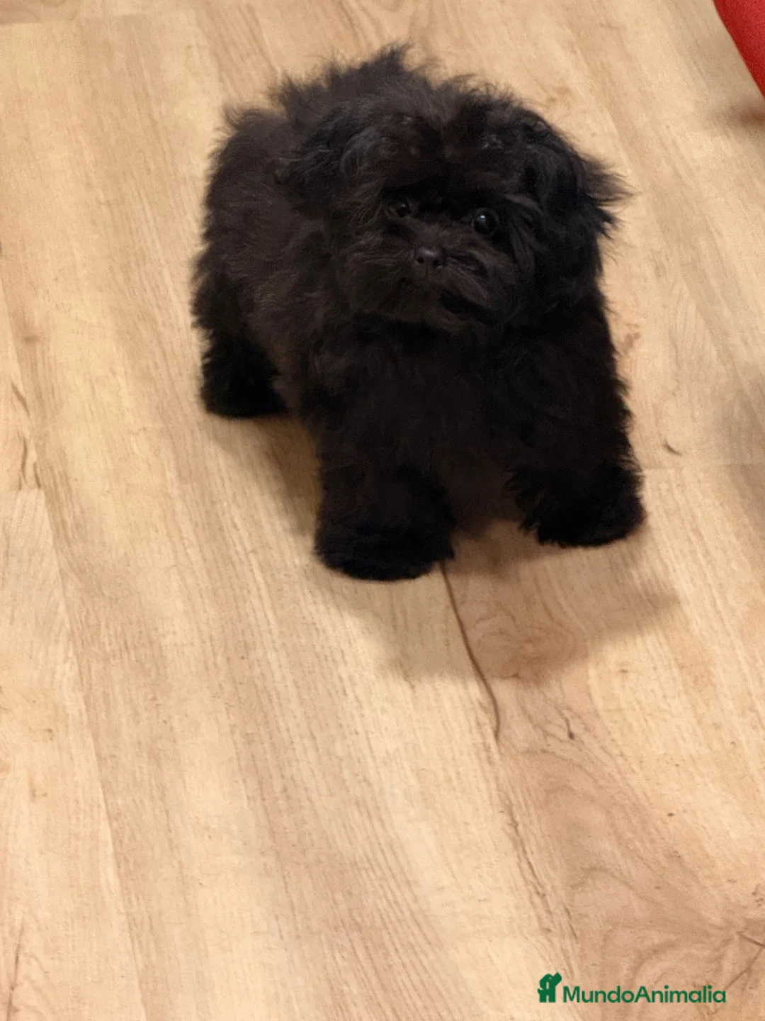 Shihpoo perros en venta: Monísima ShihPoo negra - Anuncio 2