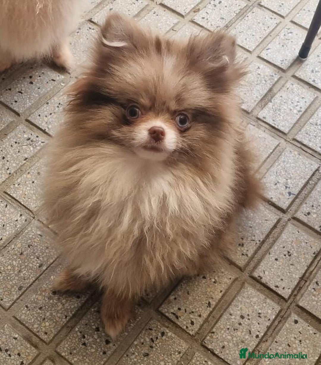 Pomerania perros para monta: Ejemplar de Lulu de Pomerania Merle ojos blue. en Badajoz - Imagen 5