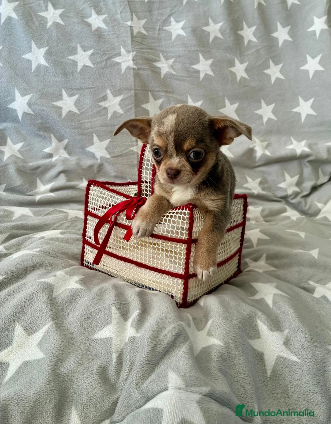 Chihuahua perros en venta: Chihuahua - Anuncio 1