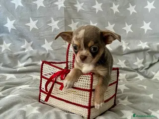 Chihuahua perros Chihuahua - Anuncio 1