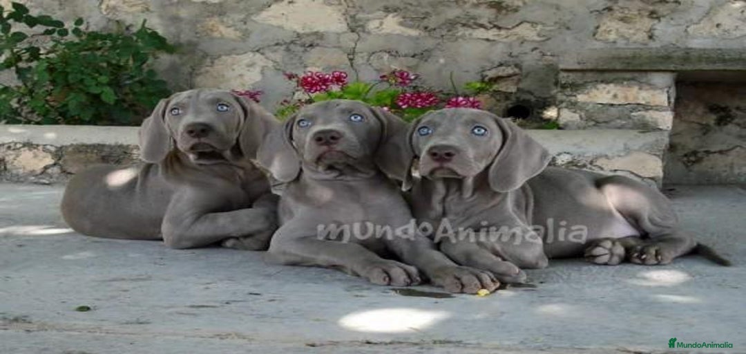 Imagen de galería {{count}}