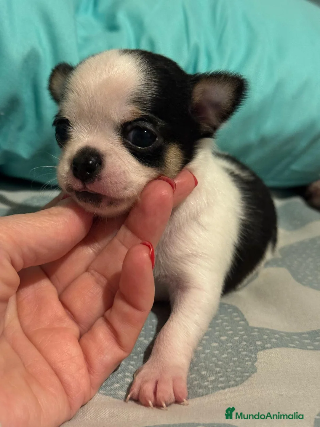 Chihuahua perros en venta: Preciosos cachorros de Chihuahua. en Valladolid - Anuncio 1