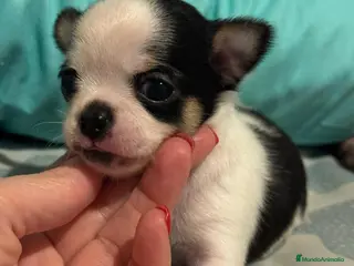 Chihuahua perros Preciosos cachorros de Chihuahua. - Anuncio 7