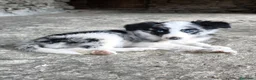 Border Collie perros en venta: Cachorros border collie puros - Anuncio 1