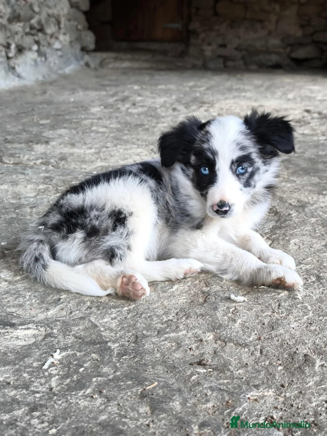Border Collie perros en venta: Cachorros border collie puros - Anuncio 1