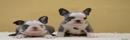 Bulldog Francés perros en venta: Cachorros de Bulldog Frances  - Anuncio 1