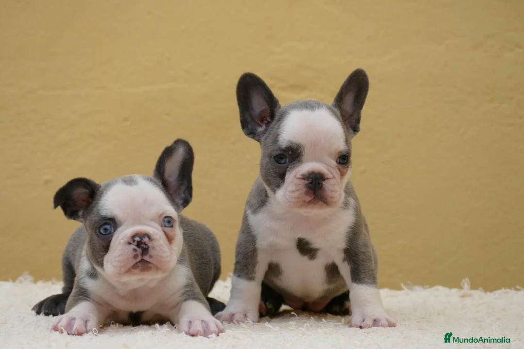 Bulldog Francés perros en venta: Cachorros de Bulldog Frances  - Anuncio 1