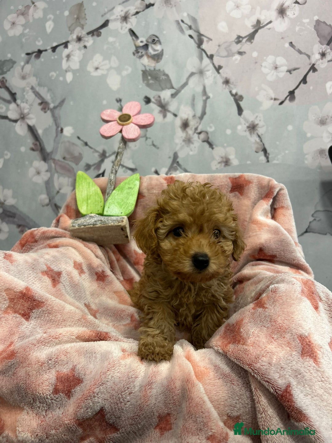 Caniche Toy perros en venta: Caniche toy  - Anuncio 3