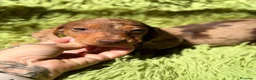 Teckel Miniatura perros en venta: Teckel disponibles💙🐾 - Anuncio 9